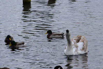 DSC_0519 (Large).JPG